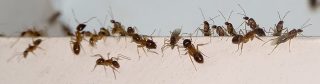 Stock Photography: iStock-466041964.jpg Ant invasion in Tropical North Queensland, Australia